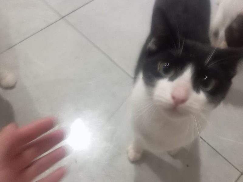 5 Gatos (Adoção Urgente)
