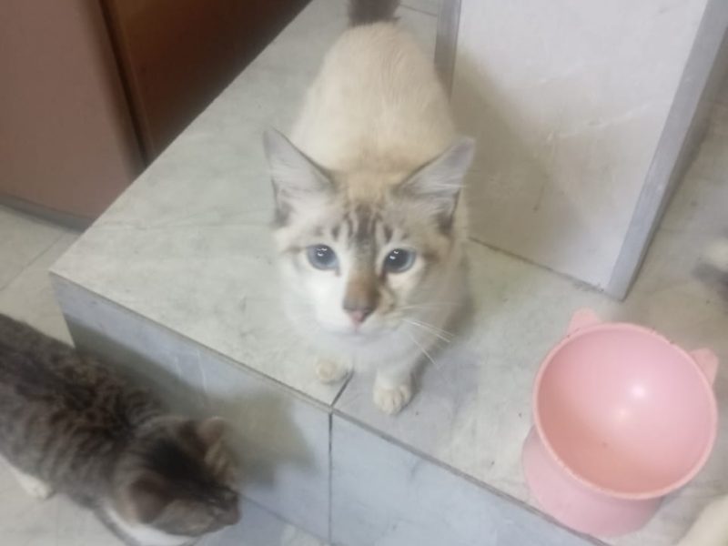 5 Gatos (Adoção Urgente)