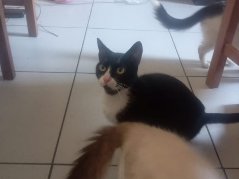 5 Gatos (Adoção Urgente)