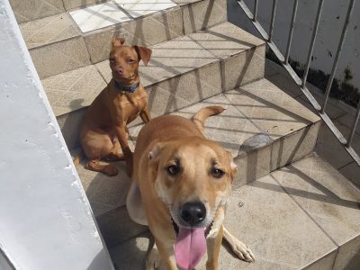 Thor e Teddy (Adoção Urgente)