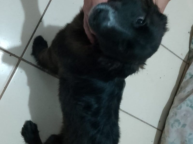 Luna (Adoção Urgente)