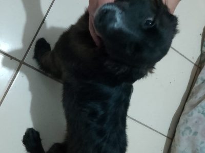 Luna (Adoção Urgente)