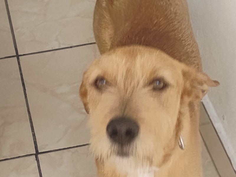 Apollo (Adoção Urgente)