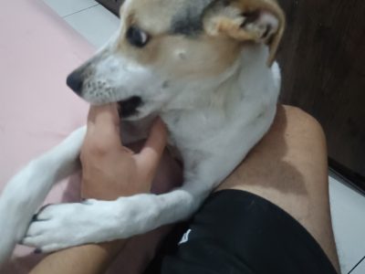 Pipoca (Adoção Urgente)