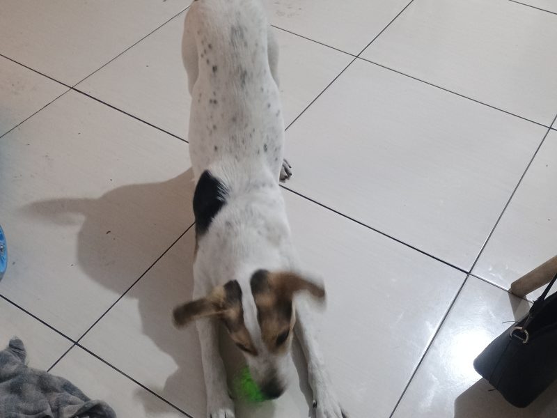 Pipoca (Adoção Urgente)
