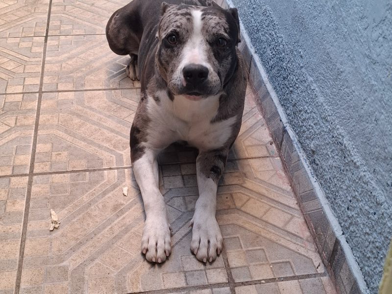 Atena (Adoção Urgente)