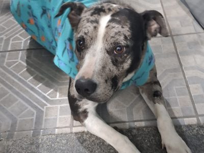 Atena (Adoção Urgente)