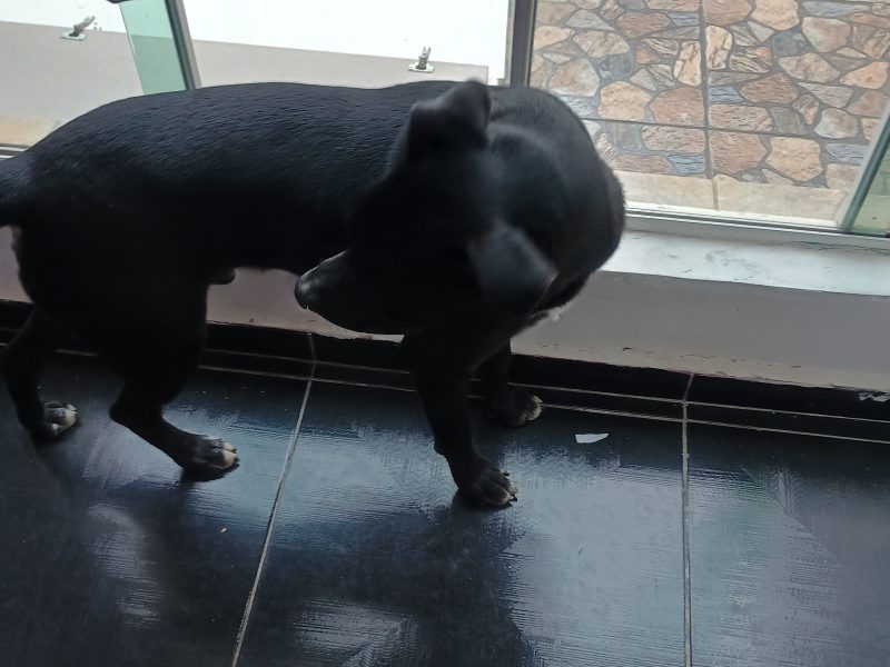 Rocky (Adoção Urgente)