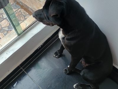 Rocky (Adoção Urgente)