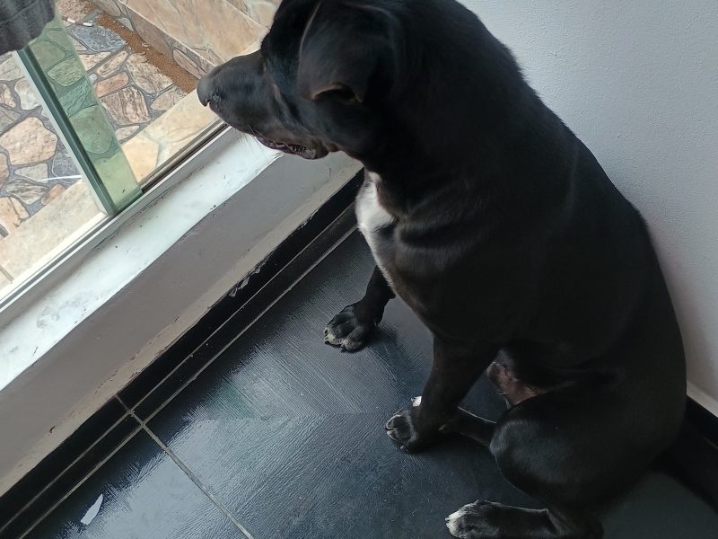 Rocky (Adoção Urgente)