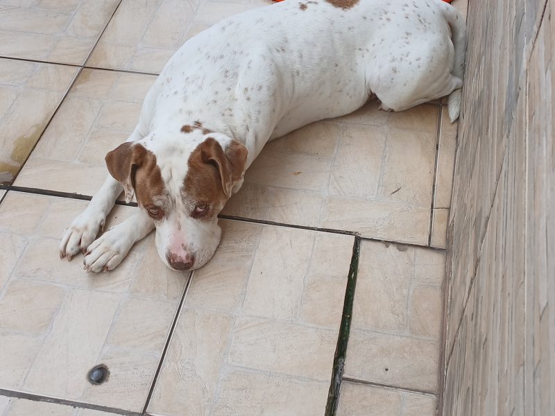 Thor (Adoção Urgente)