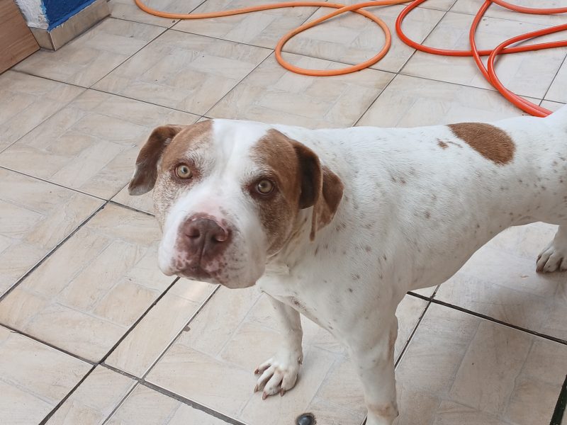 Thor (Adoção Urgente)