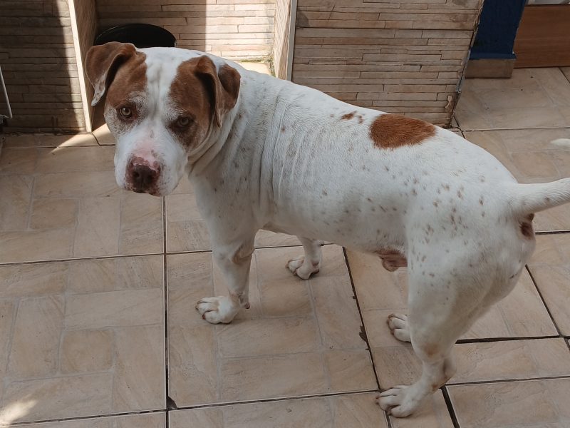 Thor (Adoção Urgente)