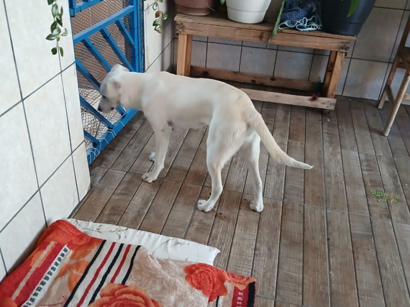 Laila (Adoção Urgente)