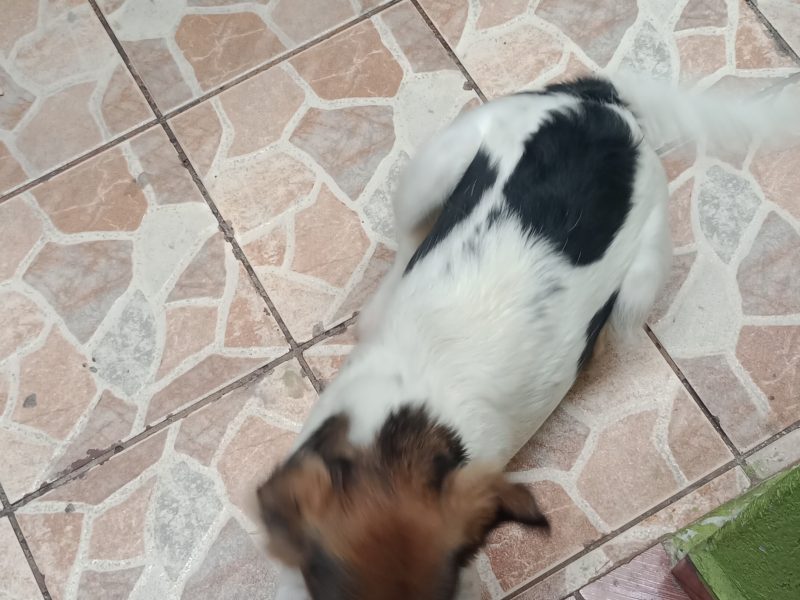 Gamora (Adoção Urgente)