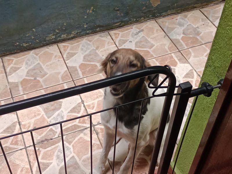 Gamora (Adoção Urgente)