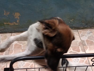 Gamora (Adoção Urgente)