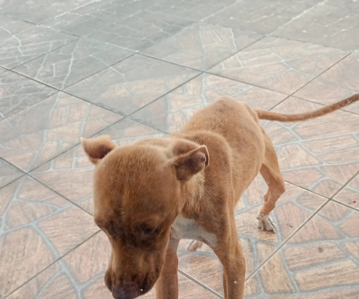 Thor (Adoção Urgente)