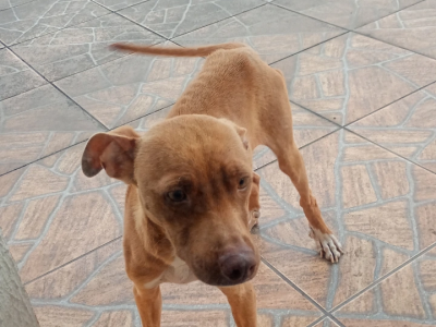 Thor (Adoção Urgente)