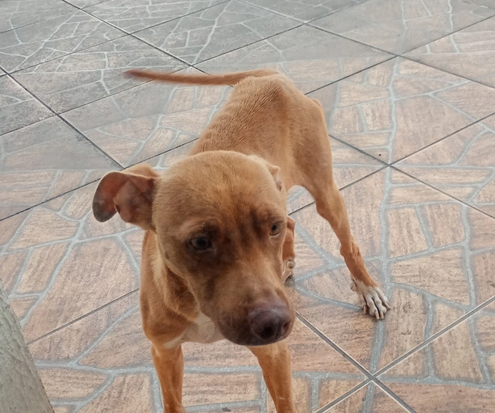 Thor (Adoção Urgente)