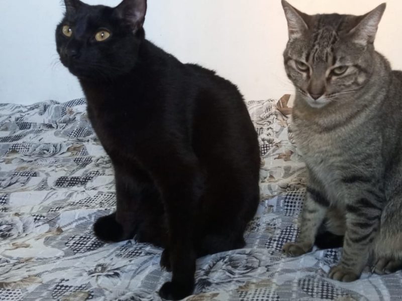 Pretinha e Tigresa (Adoção Urgente)