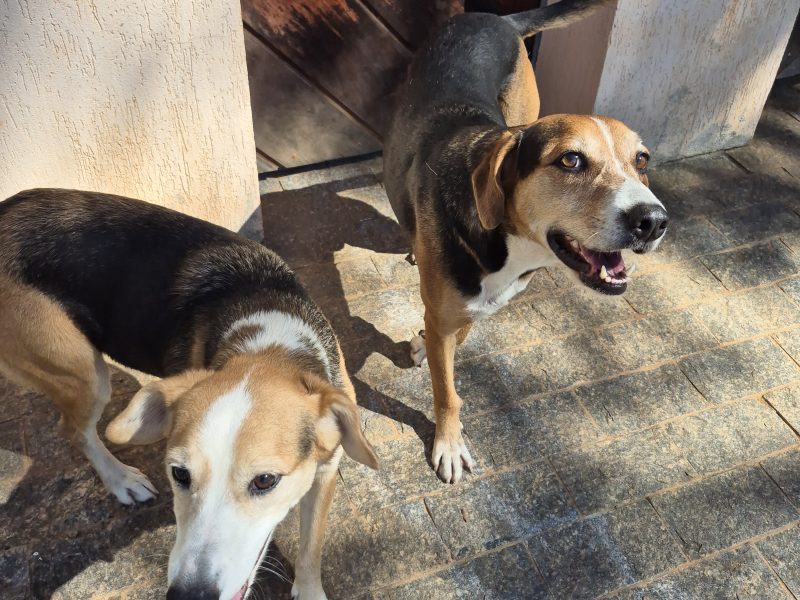 Bingo e Bluey (Adoção Urgente)