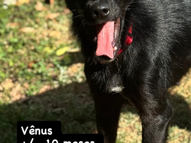 Vênus (Adoção Urgente)