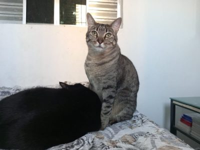 Pretinha e Tigresa (Adoção Urgente)