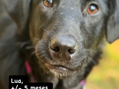 Lua (Adoção Urgente)
