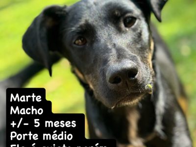 Marte (Adoção Urgente)