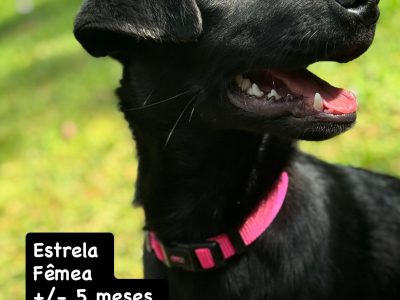 Estrela (Adoção Urgente)