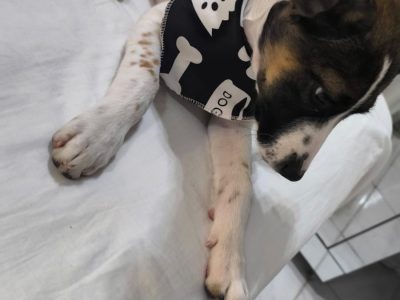 Tody (Adoção Urgente)