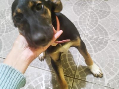 Amora (Adoção Urgente)
