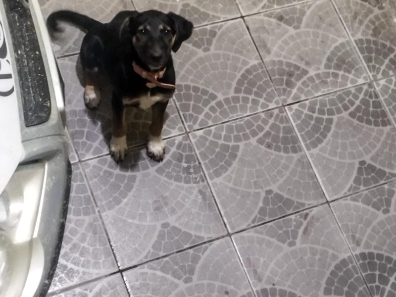 Amora (Adoção Urgente)