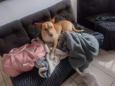 Naksu (Adoção Urgente)