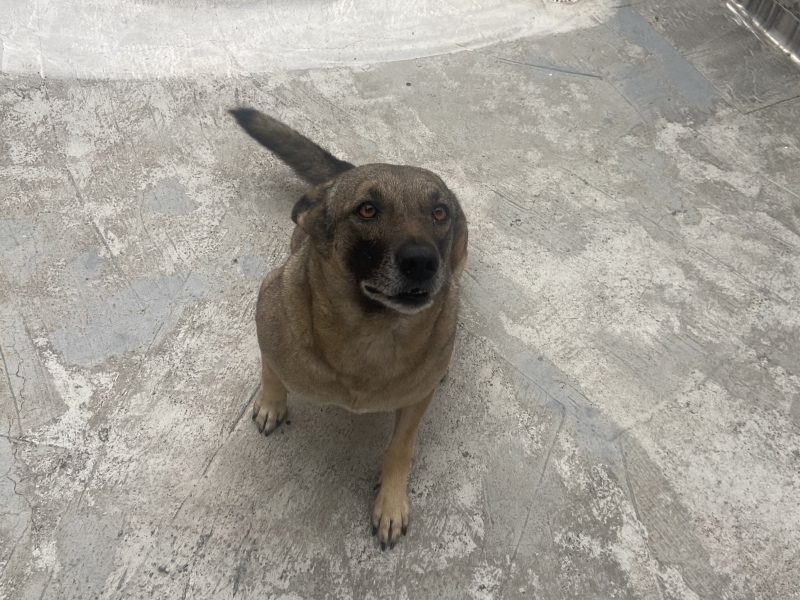 Docinho (Adoção Urgente)