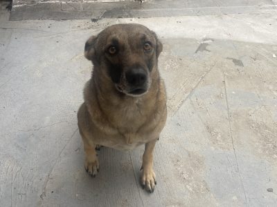 Docinho (Adoção Urgente)