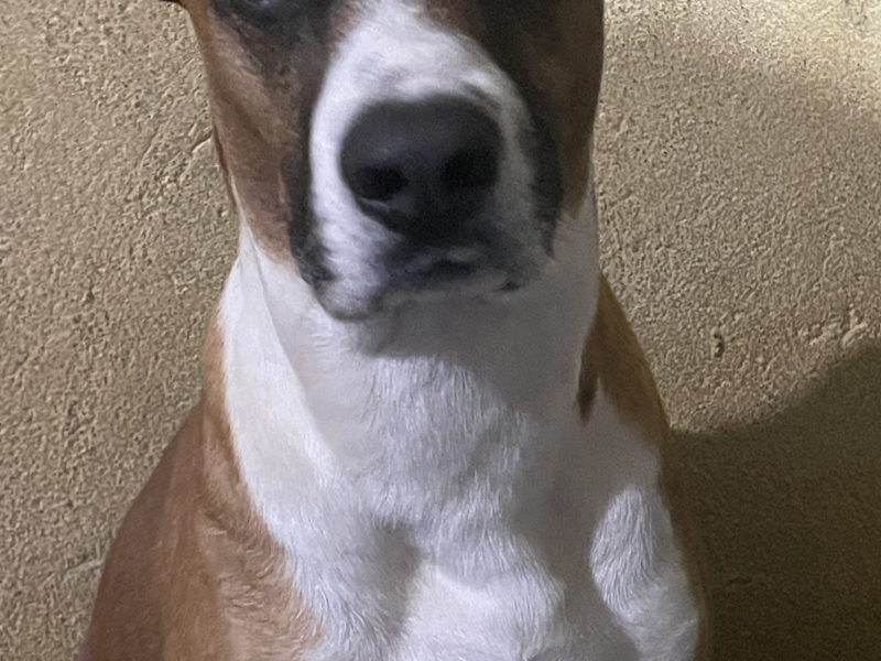 Jhonny (Adoção Urgente)