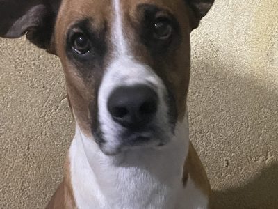 Jhonny (Adoção Urgente)