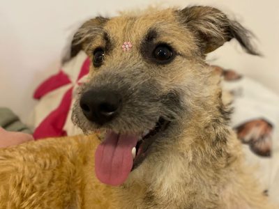 Nala (Adoção Urgente)