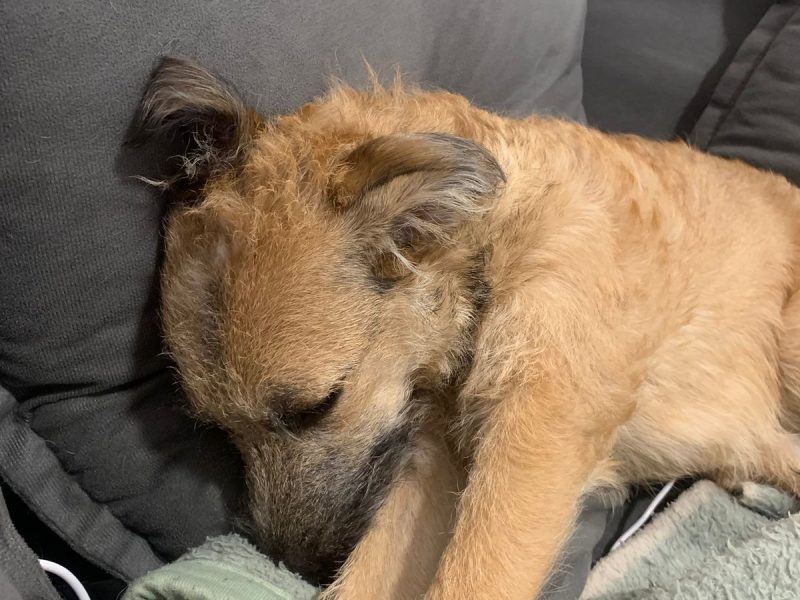 Nala (Adoção Urgente)