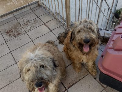 2 Cães (Adoção Urgente)