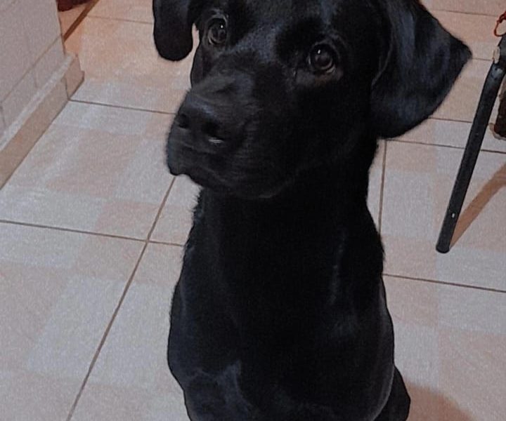 Frederico (Adoção Urgente)