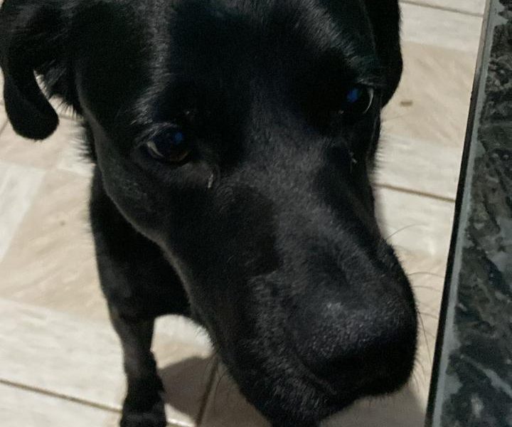 Frederico (Adoção Urgente)
