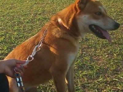 Niklaus (Adoção Urgente)