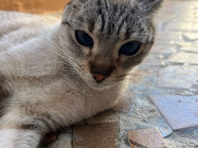 Serena (Adoção Urgente)