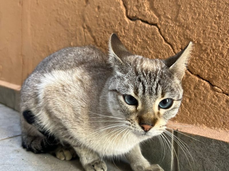 Serena (Adoção Urgente)
