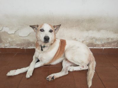 Belo (Adoção Urgente)