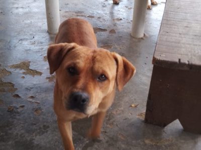 2 Cães (Adoção Urgente)