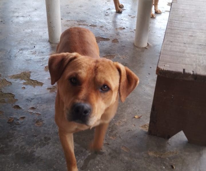 2 Cães (Adoção Urgente)